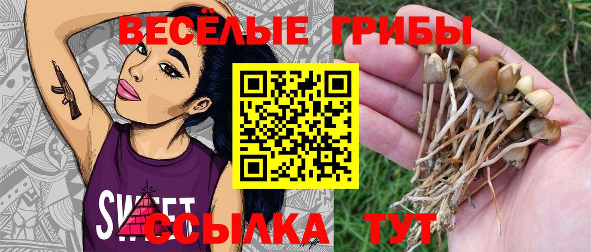 Ессентуки  Галлюциногенные грибы Psilocybine cubensis  Вход с VPN 